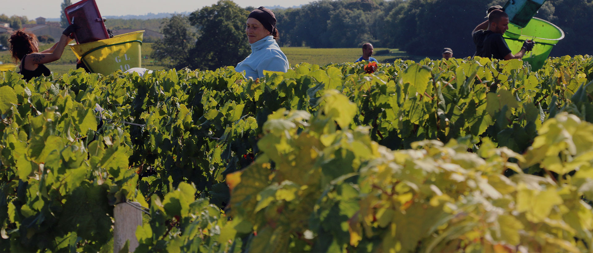 上海助腾网站设计制作开发公司推荐案例-卡贝丹红酒-1